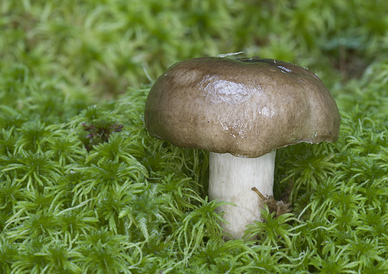 Russula consobrina